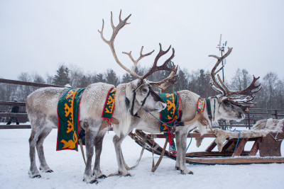 Ферма «Северный олень» в деревне Анциферово, Подкаст, Выпуск 21
