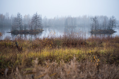 Шатурские болота