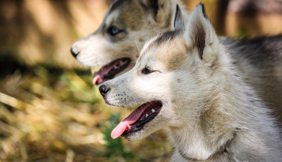 Зооцентр «Святополе»