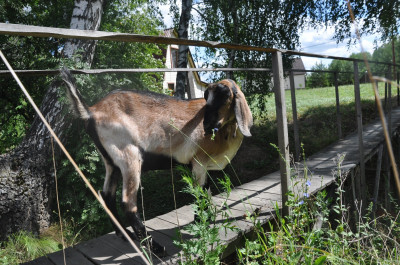 Кемпинг «Ранчо» в Зарайске