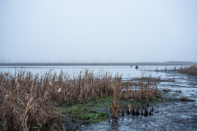 Шатурские болота