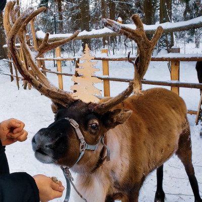 Оленья ферма ZooOleni в Рузе
