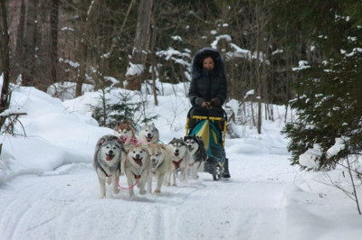 Питомник хаски «Артемов»