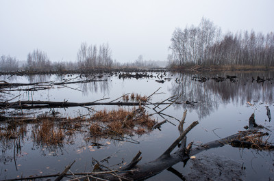 Шатурские болота