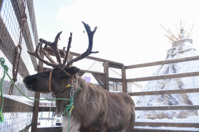 Оленья ферма в Дзержинском