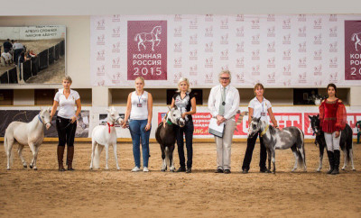 Клуб миниатюрных лошадей в КСК «Созидатель»