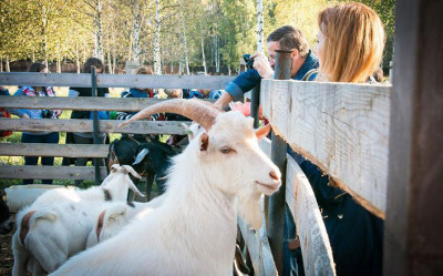 Экоферма «Коза Ностра» в Талдоме
